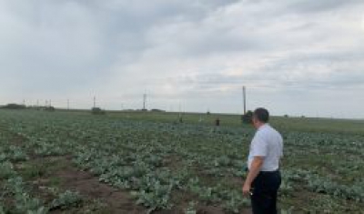 На Тернопільщині у полі під час збирання овочів виявили майже 30 неоформлених працівників