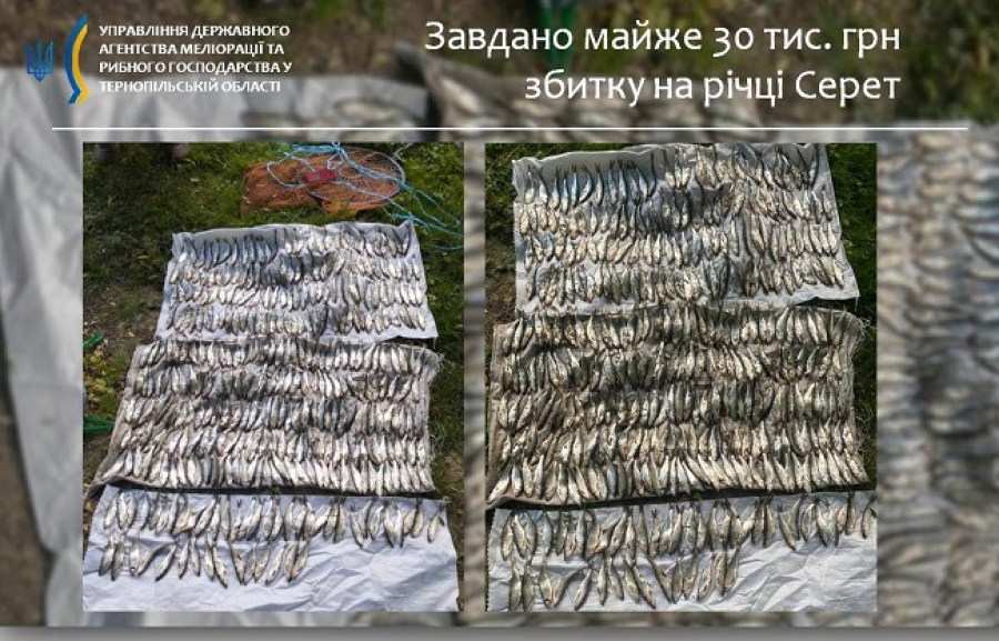 Завдано майже 30 тис. грн збитку на річці Серет, – Тернопільський рибоохоронний патруль