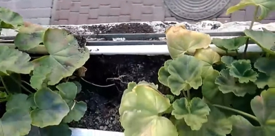 У міськраді на Тернопільщині з вазона вирвали квіти з корінням (відео)