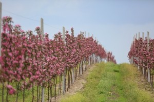 Півтори десятка гектарів рожевого дива: фермерське господарство «ГАДЗ» вирощує незвичайний сорт червоних яблук (фото, відео)