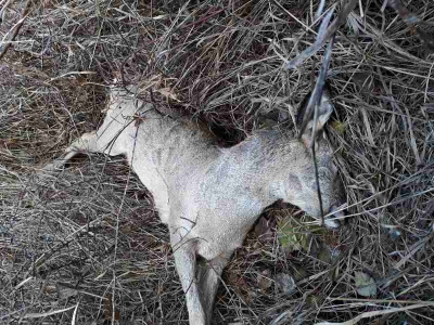 На Тернопільщині браконьєр незаконно вбив козулю