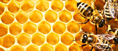 Тернополяни, лікування бджолиними укусами може бути небезпечним