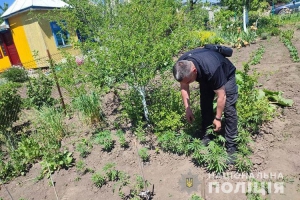 У Тернопільській області задокументували понад 20 фактів вирощування нарковмісних рослин