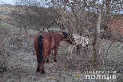 На Тернопільщині двоє підлітків намагался продти крадених коней, щоб було за що відсвяткувати Новий рік