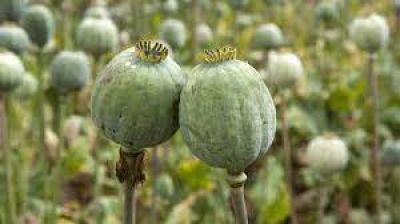 За незаконне вирощування нарковмісних рослин мешканцеві Тернопільщини загрожує до семи років в&#039;язниці