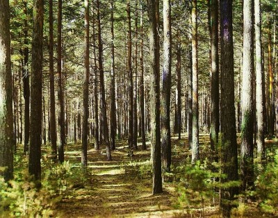 На Тернопільщині знайшли дідуся, який зник у лісі