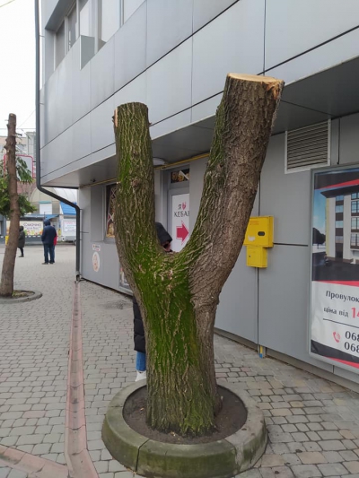 У Тернополі люди познущалися над деревом (фотофакт)