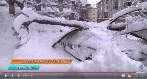 На дві автівки в дворі будинку у Тернополі завалилося дерево