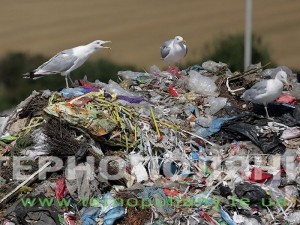 Жителі шести сіл Борщівщини тривалий час залишаються у «сміттєвому» полоні