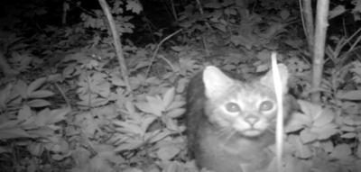 У заповіднику на Тернопільщині фотопастка зафіксувала кошеня червонокнижної породи