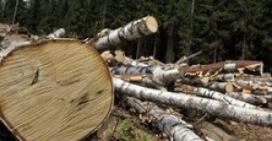 На Тернопільщині поліцейські виявили незаконну порубку дерев