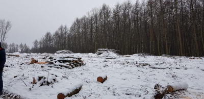 Через головного лісничого держпідприємства на Тернопільщині держава зазнала збитків на понад 880 000 гривень