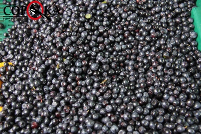 Сезон чорниць: скільки коштують у Тернополі корисні ягоди та де їх придбати