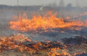 Поле кукурудзи врятували від вогню на Тернопільщині