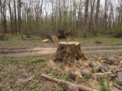 На Тернопільщині з державного підприємства стянули понад 1,14 млн грн через незаконну порубку лісу в заказниках