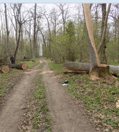 Посадовця Тернопільського обласного управління лісового та мисливського господарства підозрюють у службовій недбалості