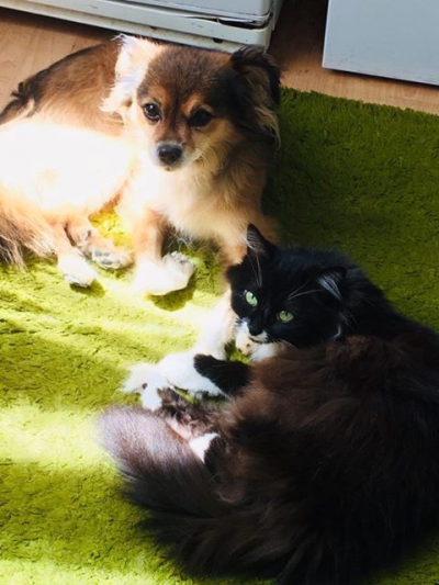 «До квартири її принесла кішка»: як у Тернополі собака знайшла свій дім