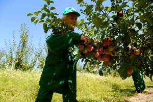 На підприємстві «ГАДЗ» активно продовжується збір слив