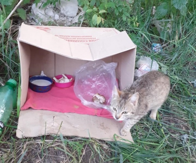 Будиночок для Смужки: на Тернопільщині діти шукають прихисток для кішки