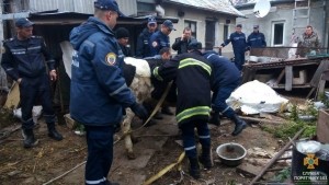 Тернопільські рятувальники витягли з підвалу корову