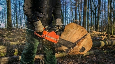 На Тернопільщині незаконно зрізали дерева