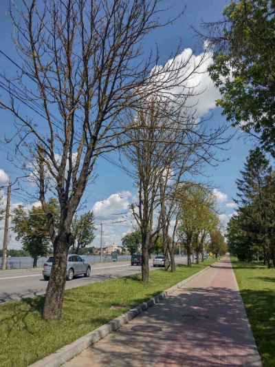 У Тернополі на території ландшафтного парку &quot;Загребелля&quot; зріжуть частину сухостійних дерев