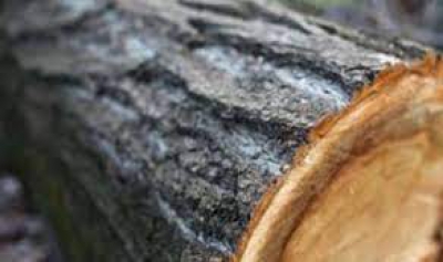 На території природного заповіднику у Тернопільські області незконно зрубали дерева