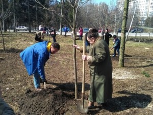 У Тернополі побільшало катальп