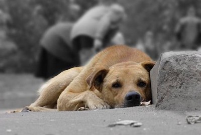 На благодійному ярмарку у Тернополі збиратимуть гроші для безпритульних тварин