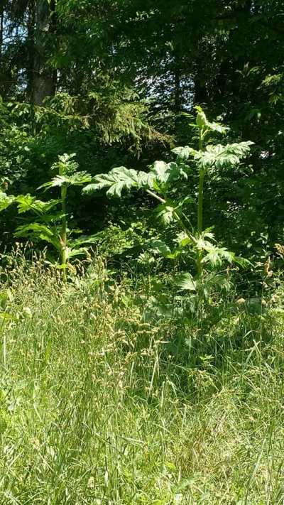 У тернопільському парку от-от зацвіте небезпечна рослина (фотофакт)