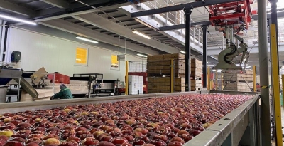 «Ціну на яблуко в Україні формує малий фермер», – директор із садівництва ФГ «ГАДЗ» Тарас Мельник