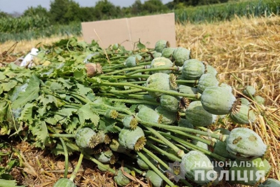 На Тернопільщині задокументували 54 факти незаконного вирощування нарковмісних рослин
