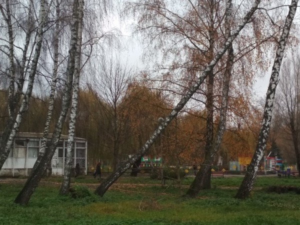 У Тернополі зріжуть близько 700 дерев