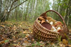 У лісі на Тернопіллі грибника знайшли мертвим