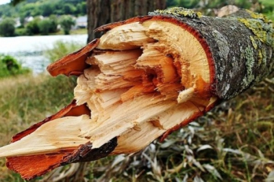 У лісі на Тернопільщині на чоловіка впало дерево