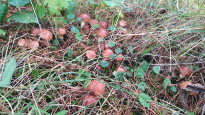 На Тернопільщині у розпалі сезон грибів (фото)