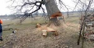 На Тернопільщині дерево вбило чоловіка