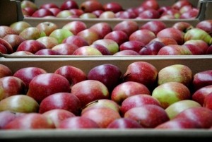 Кращі сорти яблук із садів Петра Гадза експортуватимуться до Швеції протягом цілого року