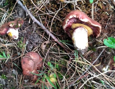 У лісах на Тернопільщині вже з’являються перші гриби (фотофакт)