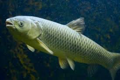 В одному із ставків на Тернопільщині масово гине риба