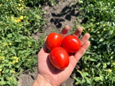 Фермерське Господарство «Гадз» відкрило продаж врожаю помідорів