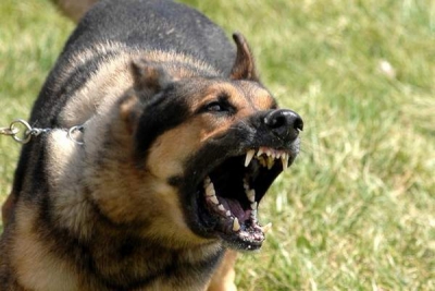 У місті на Тернопільщині люди скаржаться на агресивних собак