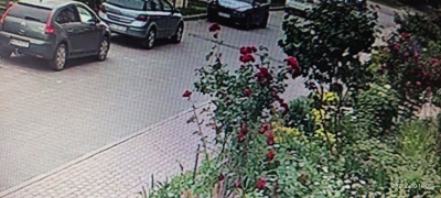У Тернополі шукають жінку, яка викрала троянди (відео)