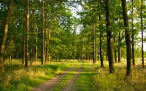 Тернопільські ліси «збагатяться» на мільйон