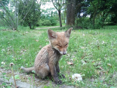 На Тернопільщині у парку гуляло покинуте дитинча лисиці (фото)