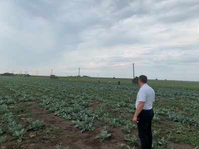 Тернопільщина: на полі під час збирання овочів виявлено майже 30 неоформлених працівників