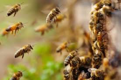 На Тернопільщині від укусів бджіл загинув 37-річний чоловік