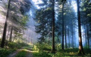 На Тернопільщині розшукали жінку, яка зникла в лісі