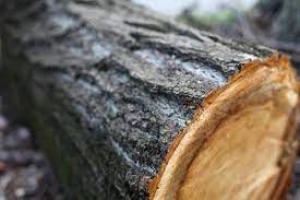 На Тернопільщині задокументували незаконну порубку дерев