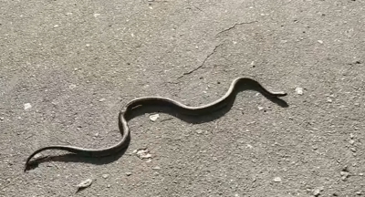 У тернопільському парку помітили змію (відео)